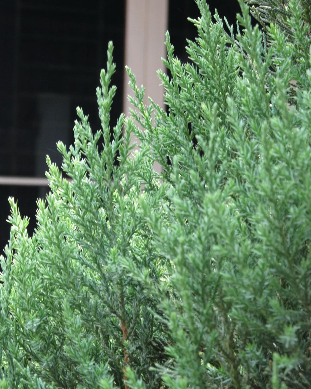 Canon PowerShot SX120 IS