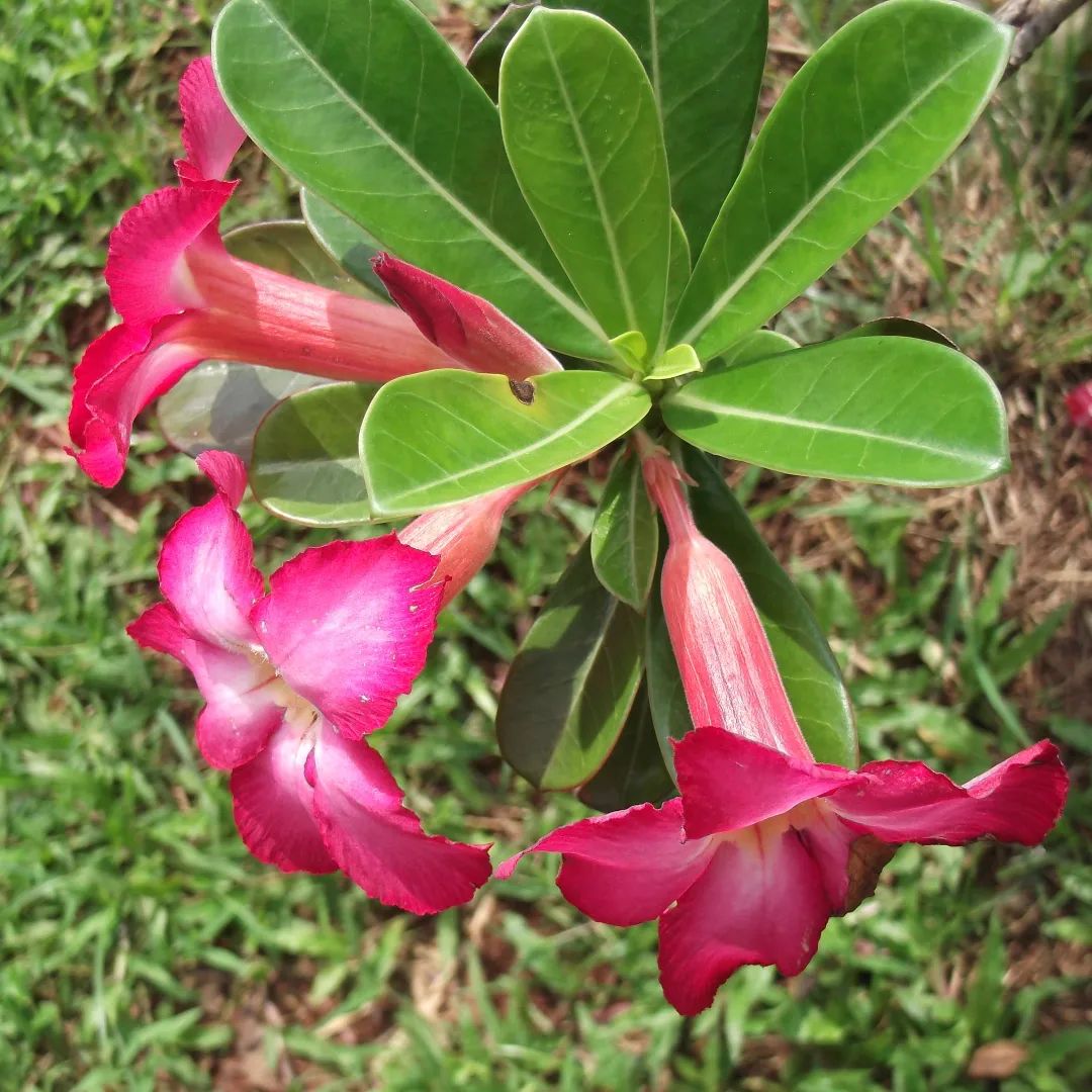 Fujifilm FINEPIX L30