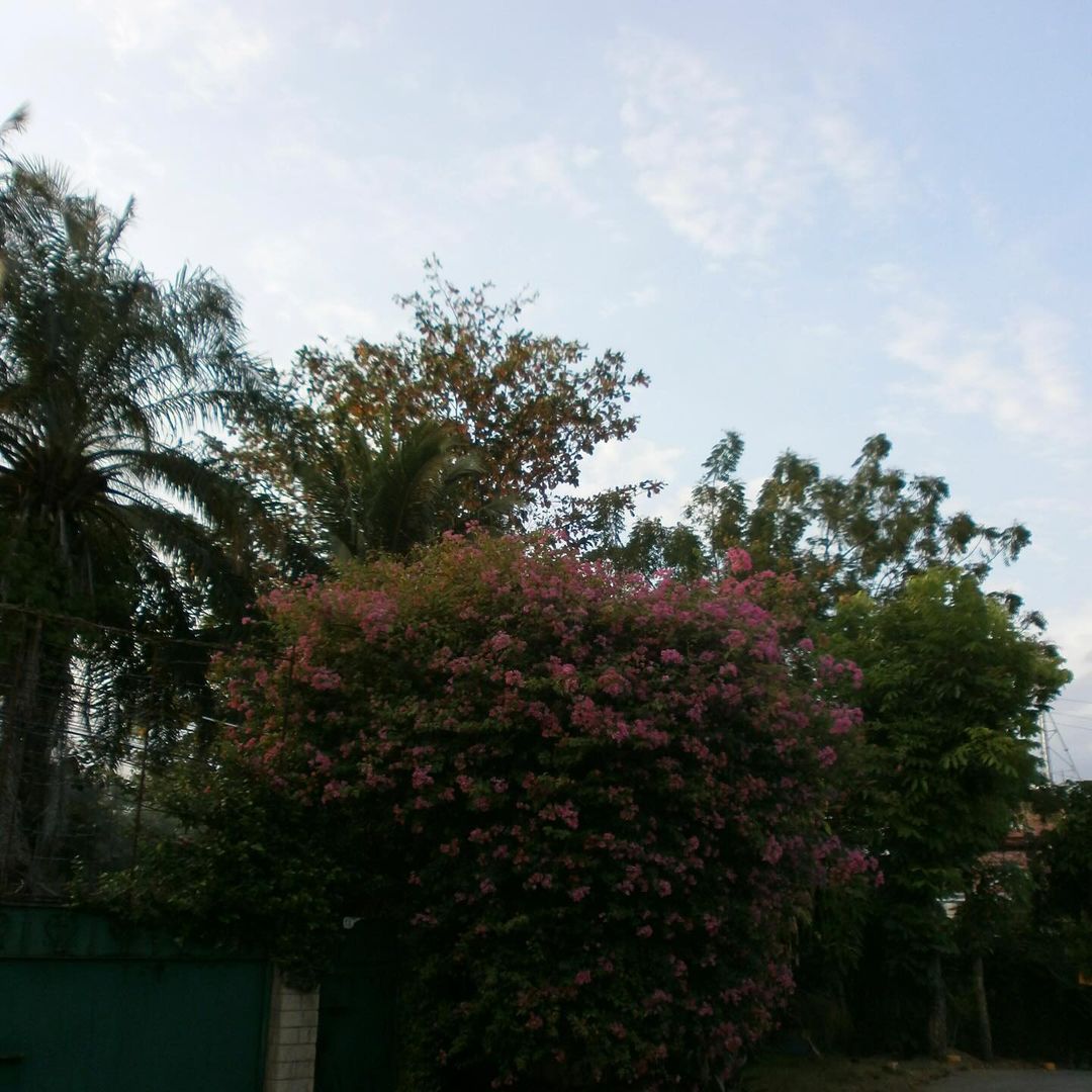 OLYMPUS VG-150