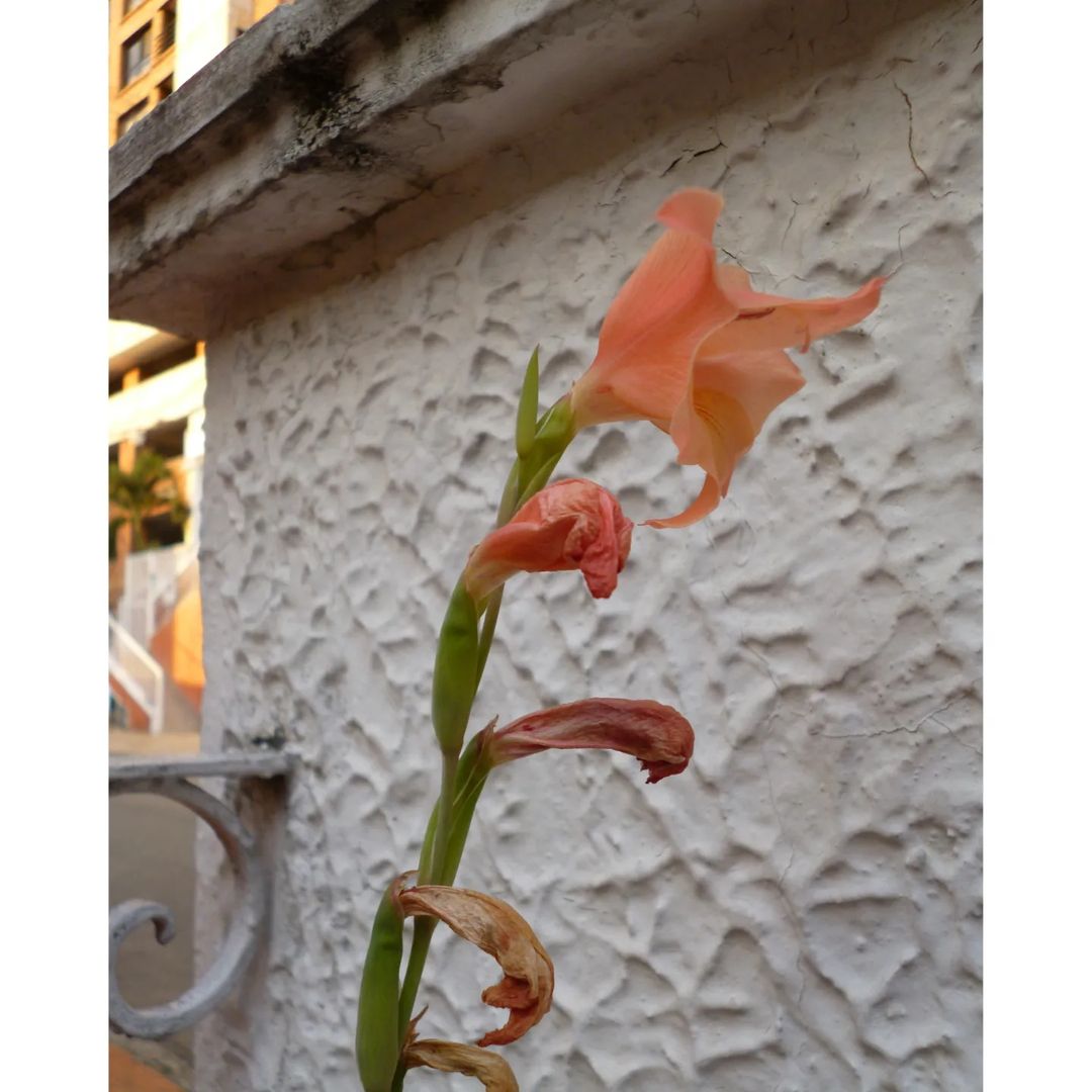 Panasonic LUMIX DMC-FH6