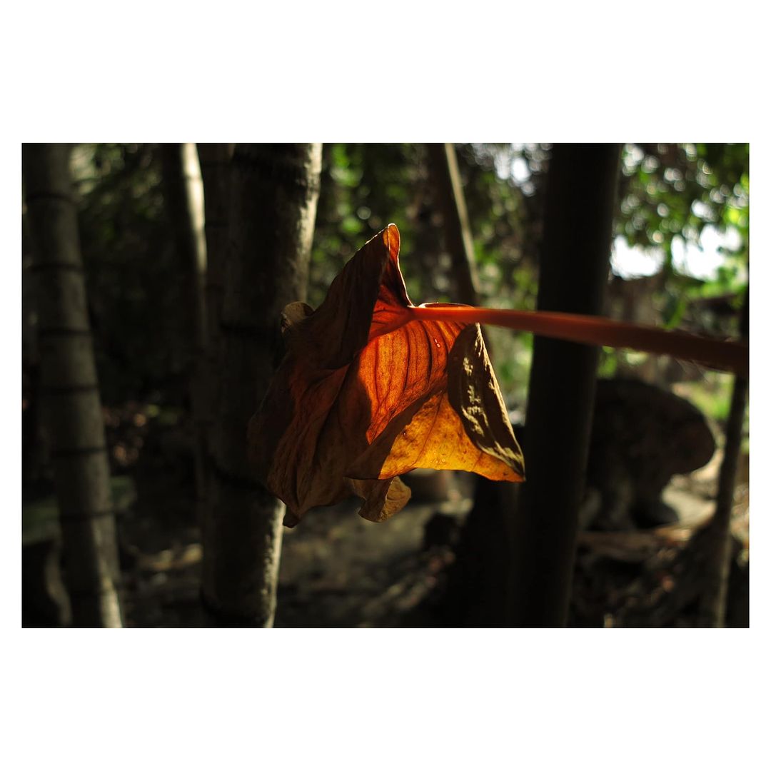 Canon PowerShot SX280 HS