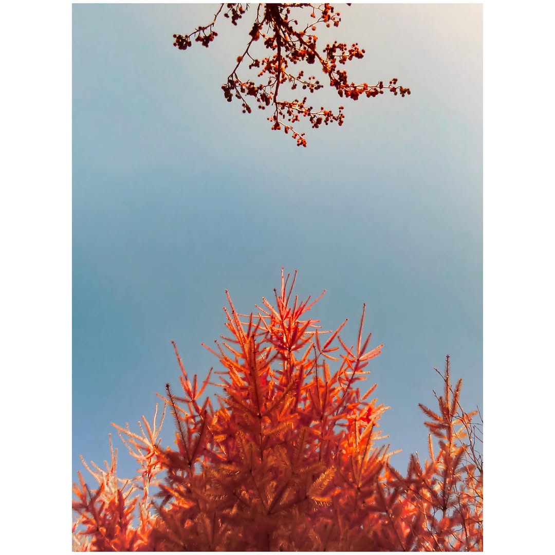 Panasonic LUMIX DMC-ZS5